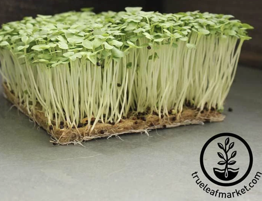 Southern Giant Curled Mustard