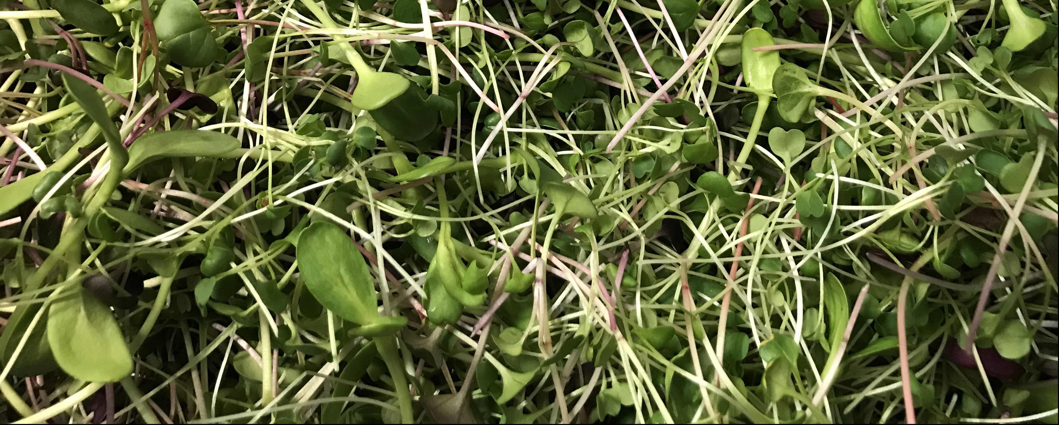 Microgreen mix