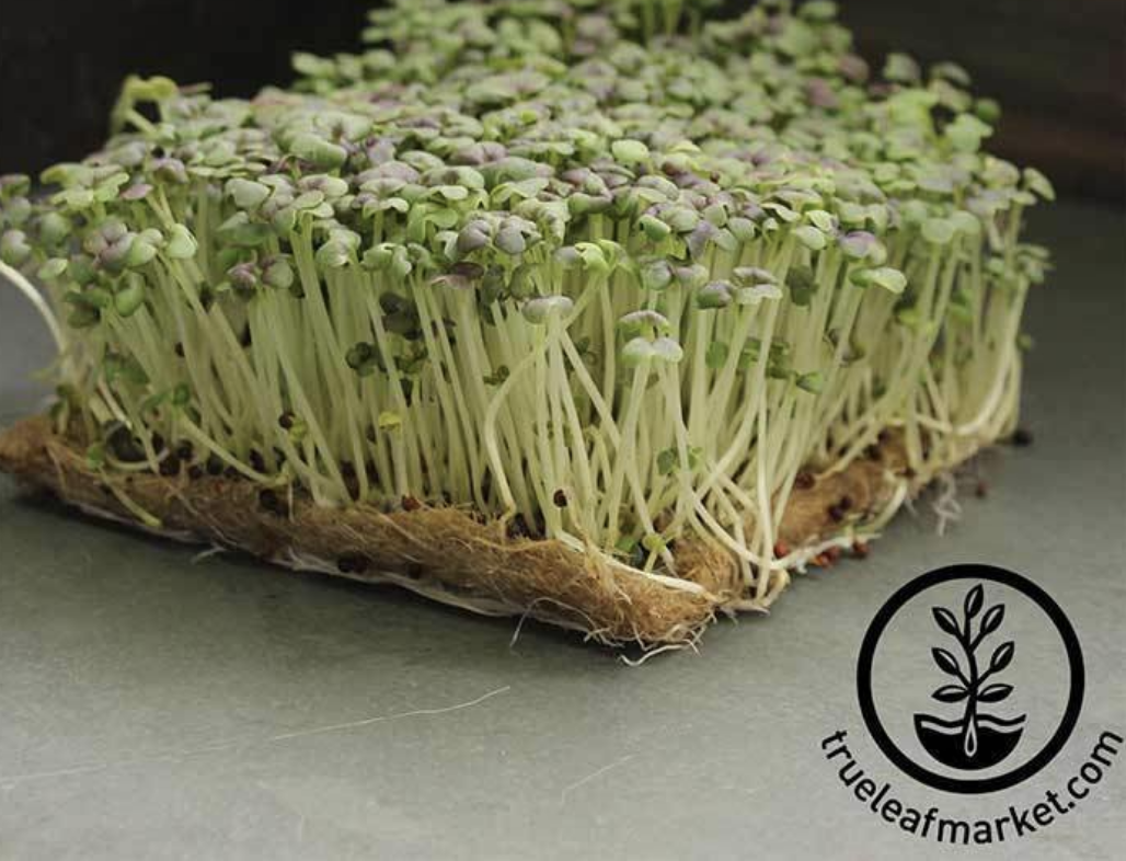Osaka Purple Mustard Microgreens