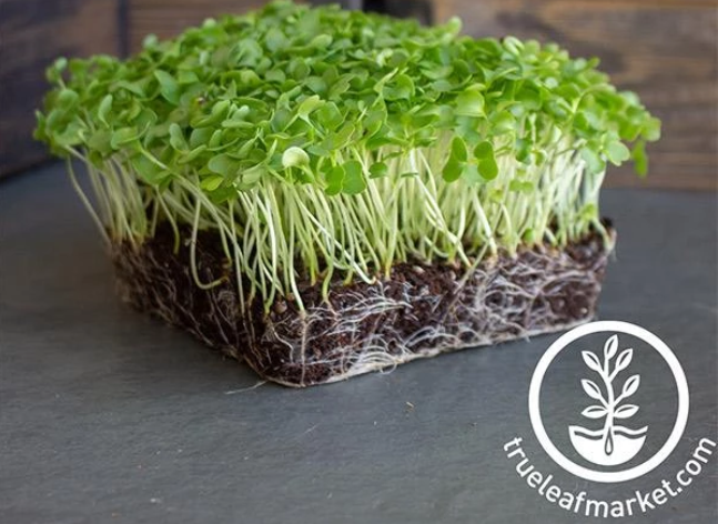 BlueScotchMicrogreens