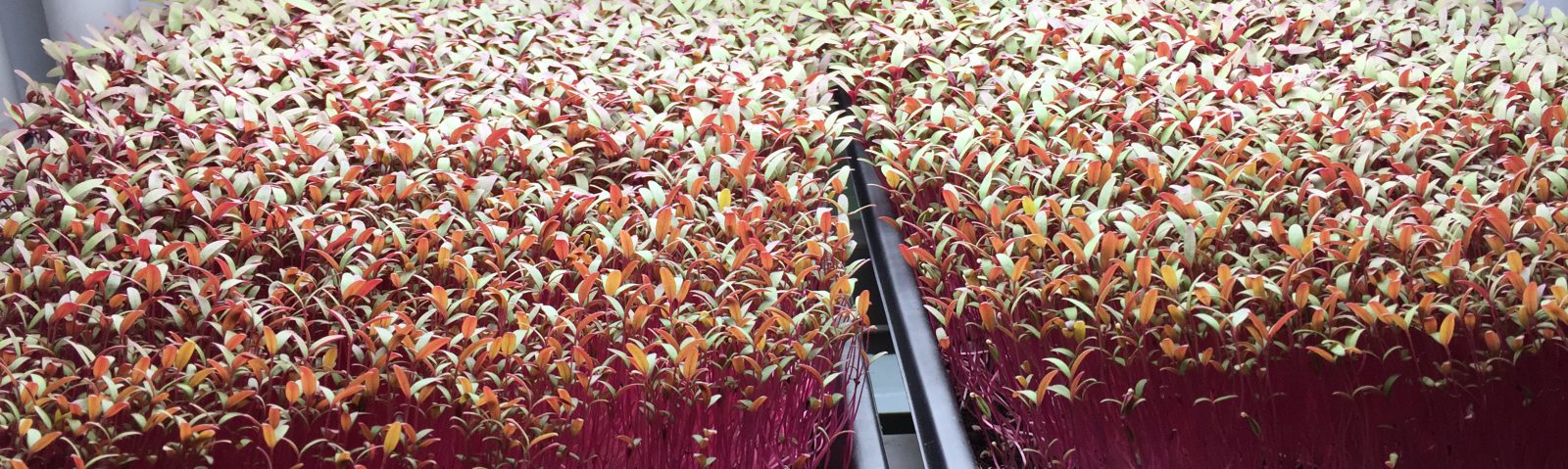 Microgreens grow medium