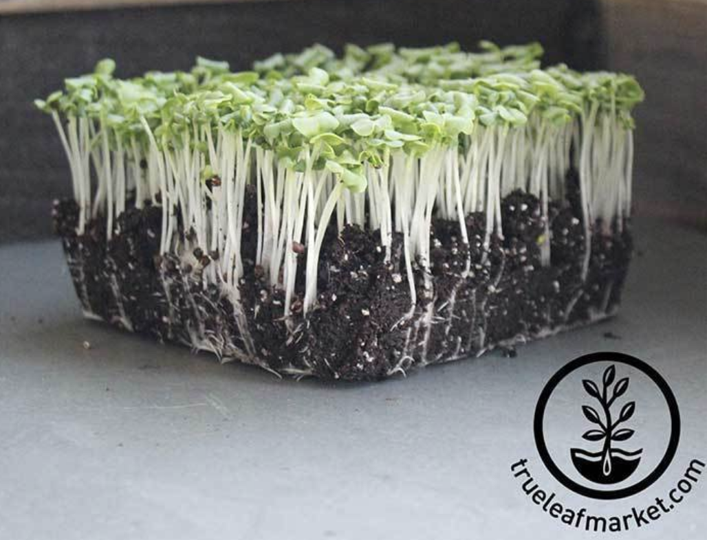 Tokyo Bekana Mustard Microgreens